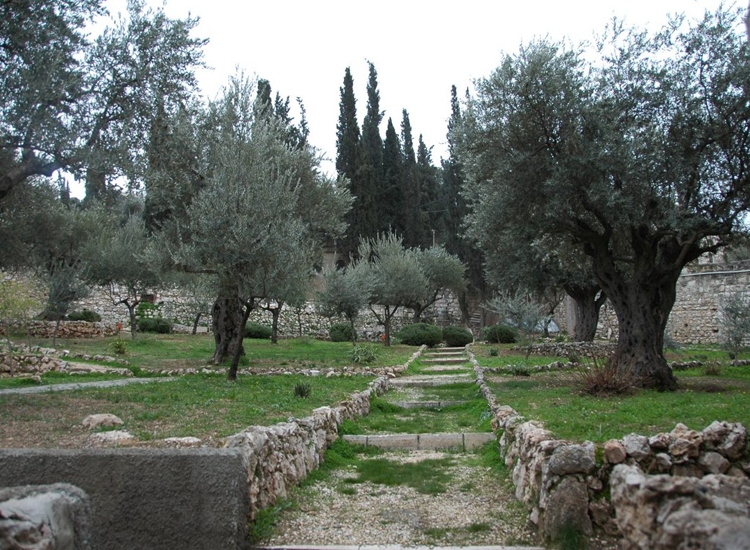 Jerozolima- Ogród  Getsemani
